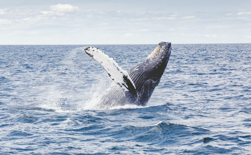 Whales and ERP Systems: A Comparison of Size and Efficiency