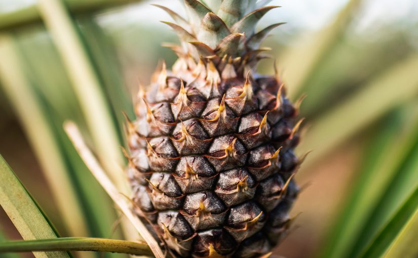 Finding Peculiar Similarities: The Pineapple and ERP Systems