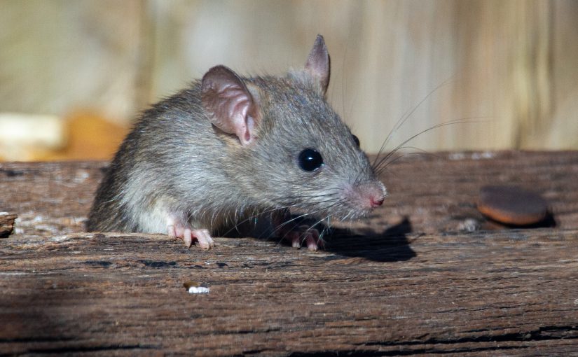 Rat Falls & Lands on Tray with Food, Startling Diners — The Case for CRM