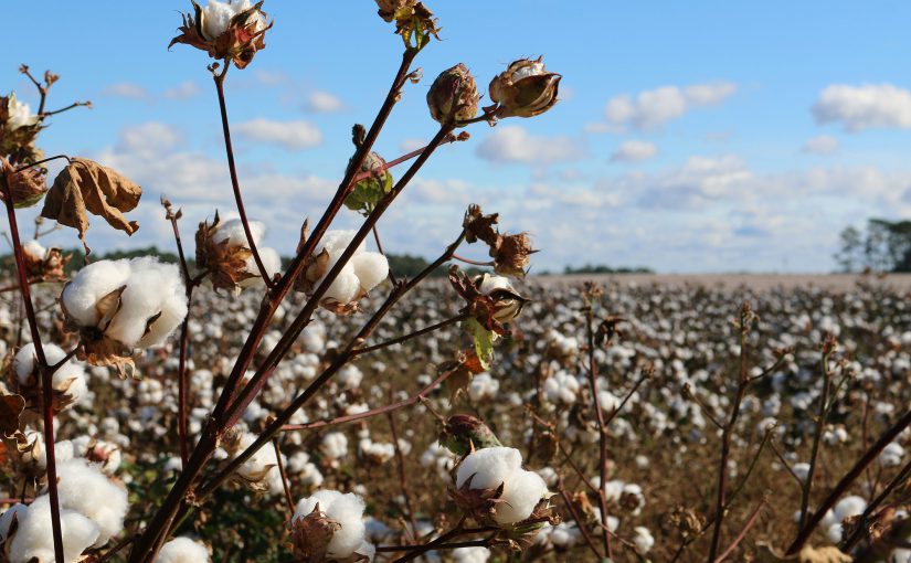 The Significance of ERP Systems in Streamlining Operations: A Look at the Cotton Swab Industry