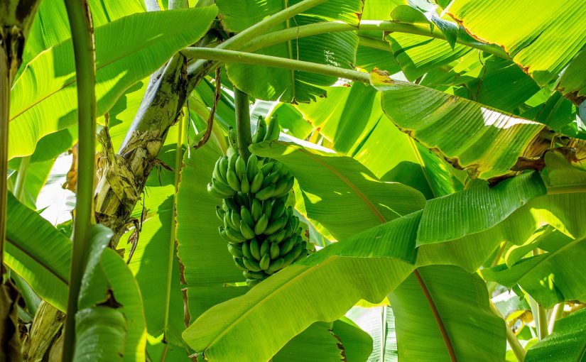 Harnessing the Power of CRM Systems: Lessons from the Banana Tree