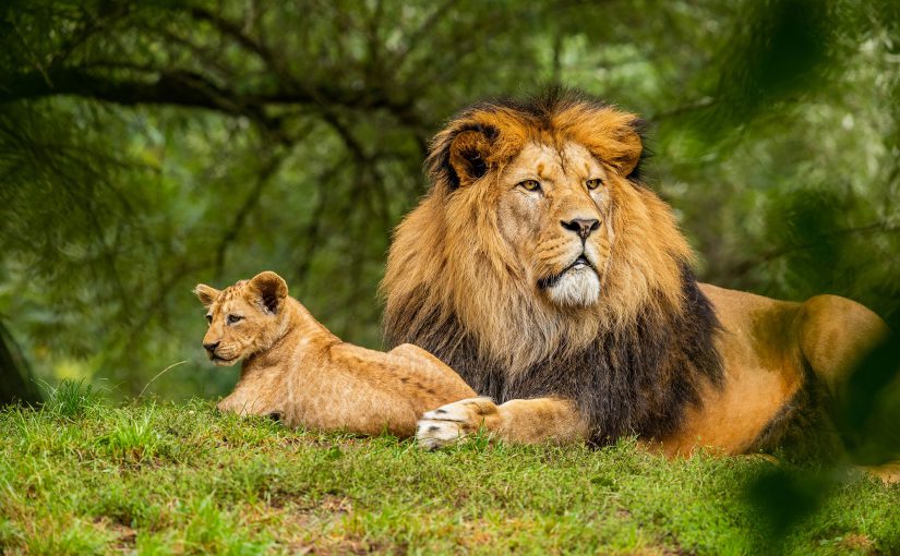 The Lion’s Share of Efficiency: How ERP Systems Transform Zoo Management